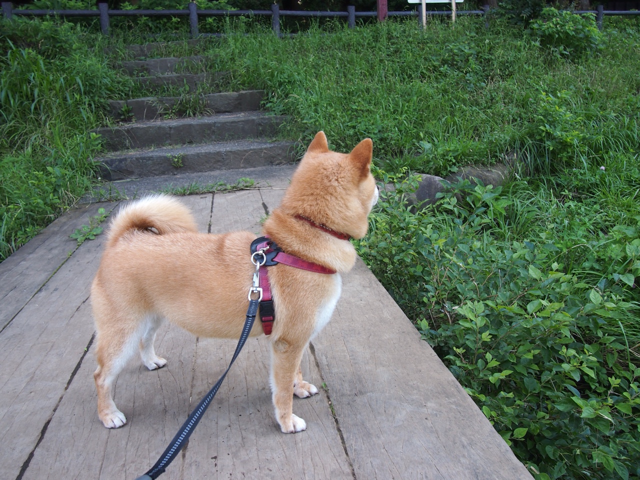 跨界传奇,当毕尔巴鄂铁血注入F1赛道,卡塞米罗如何力克秘鲁式接管年度争冠